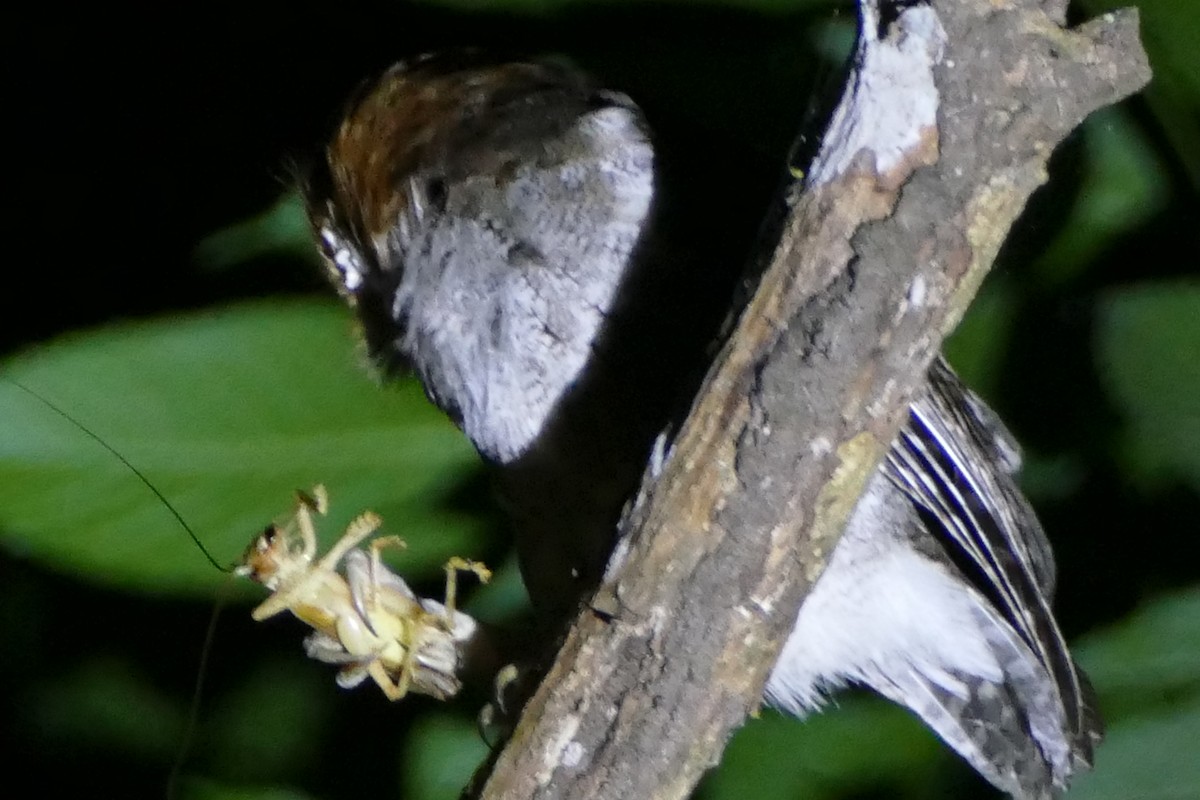 Negros Scops-Owl - ML583210961