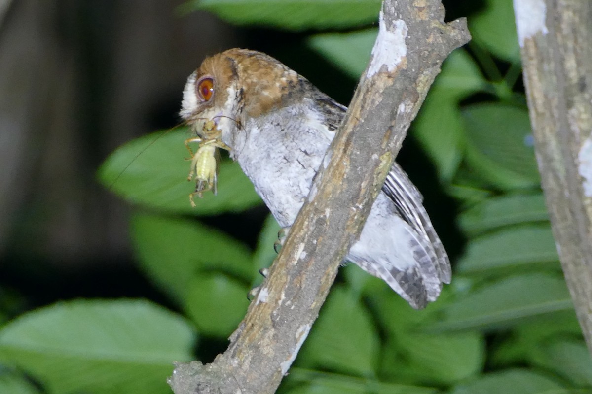 Negros Scops-Owl - ML583210991