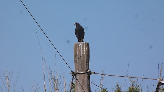 Great Black Hawk - ML583212711