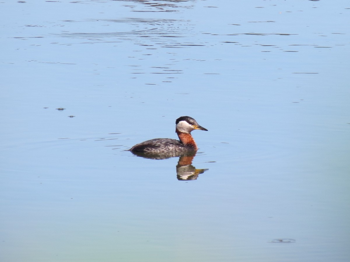 Red-necked Grebe - ML583213301