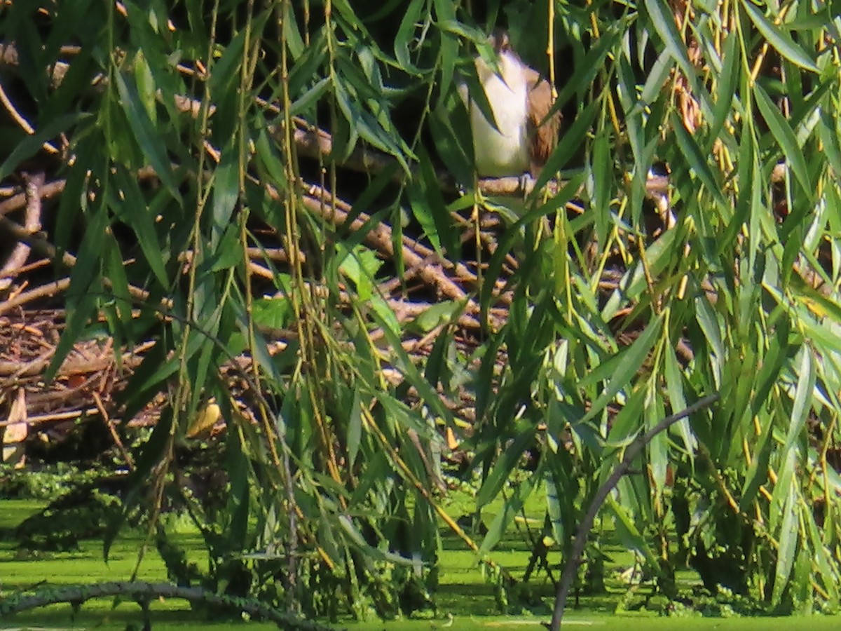 Yellow-billed/Black-billed Cuckoo - ML583214671