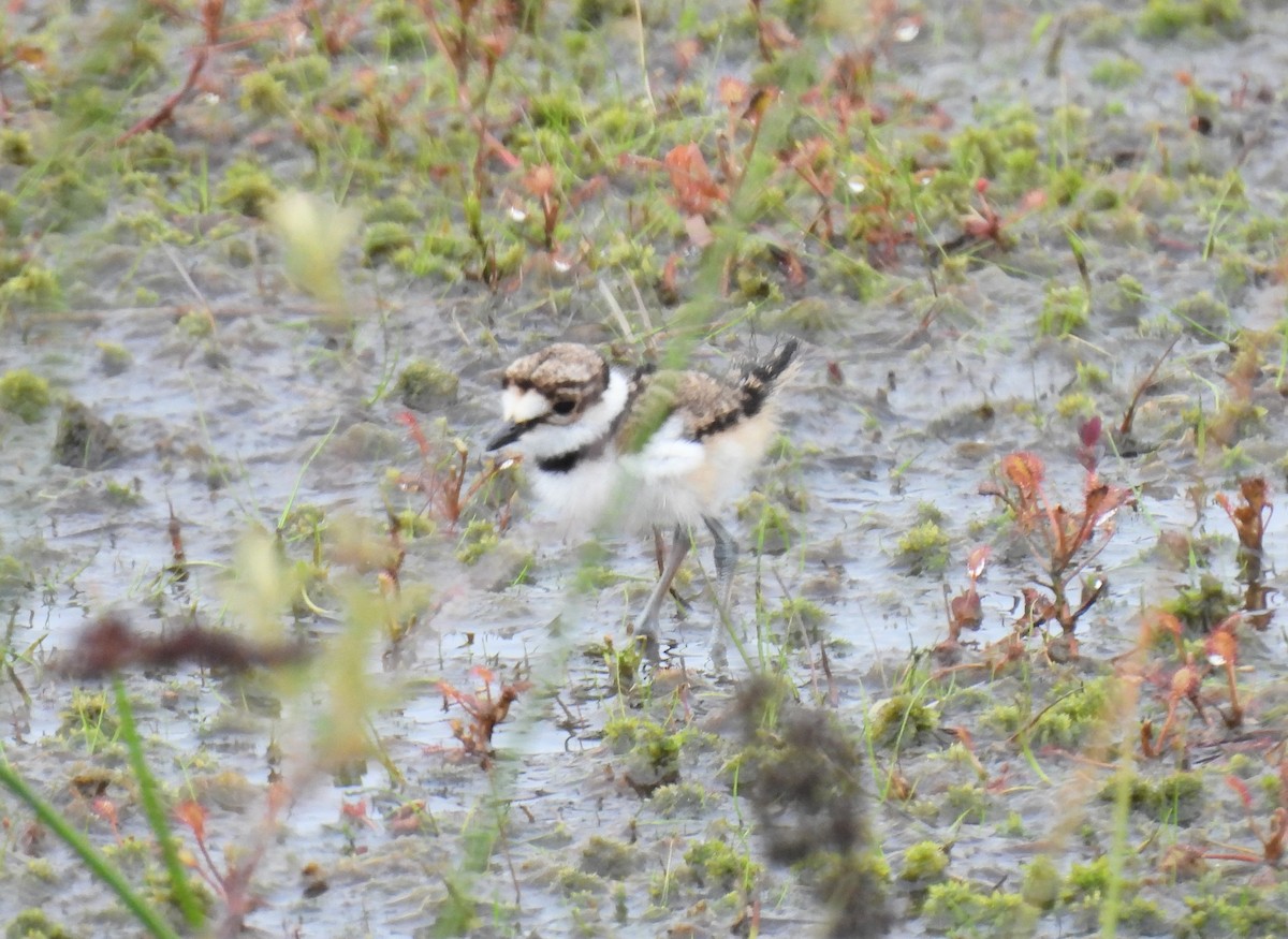 Killdeer - Lisa Schibley