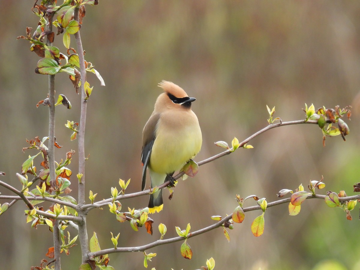 Cedar Waxwing - Lisa Schibley