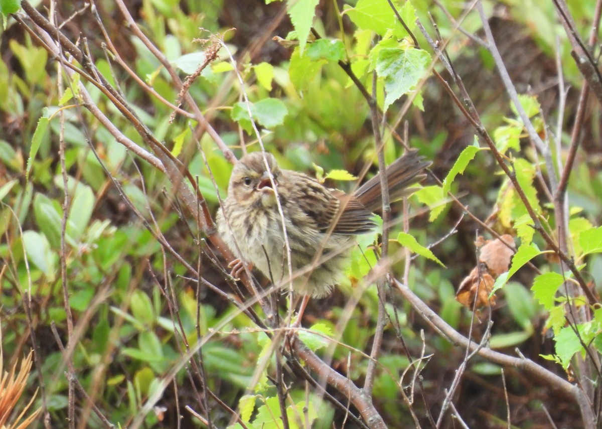 Song Sparrow - Lisa Schibley