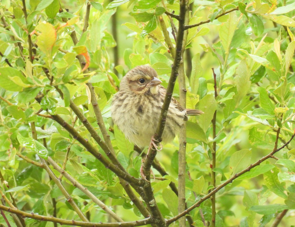 Song Sparrow - ML583215541