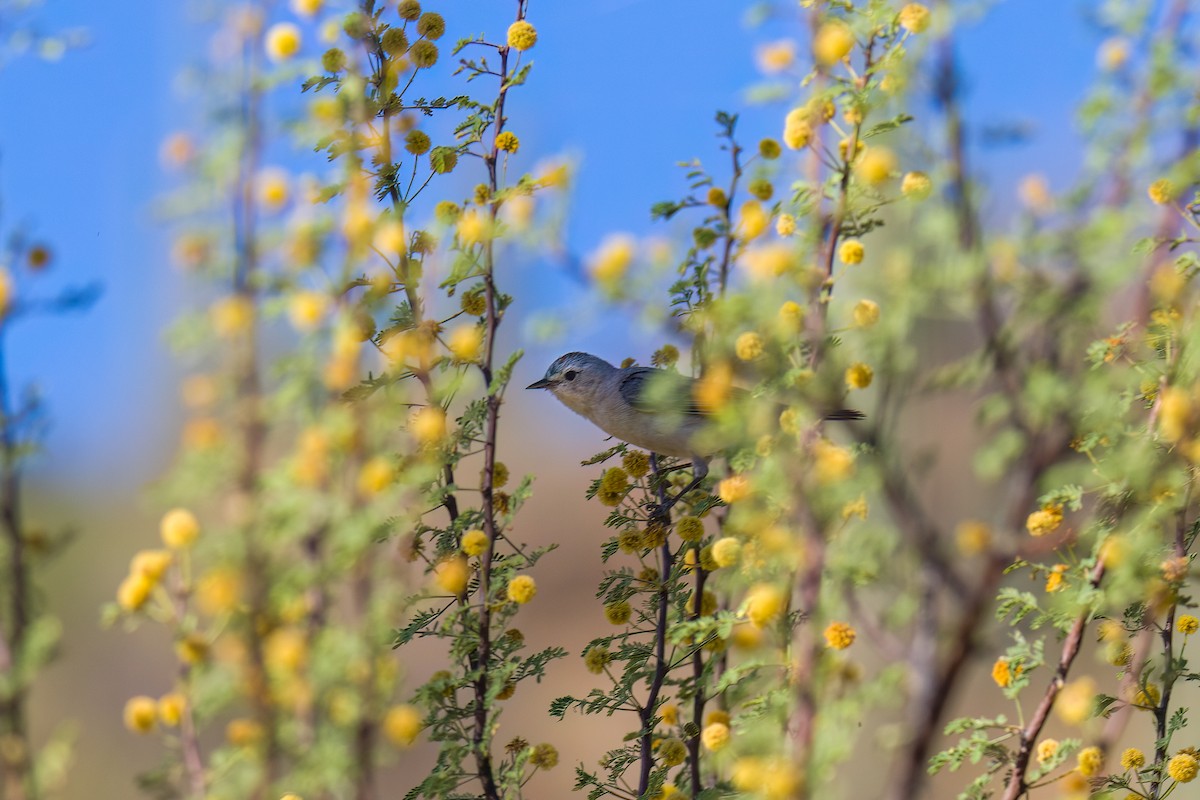Lucy's Warbler - ML583215611