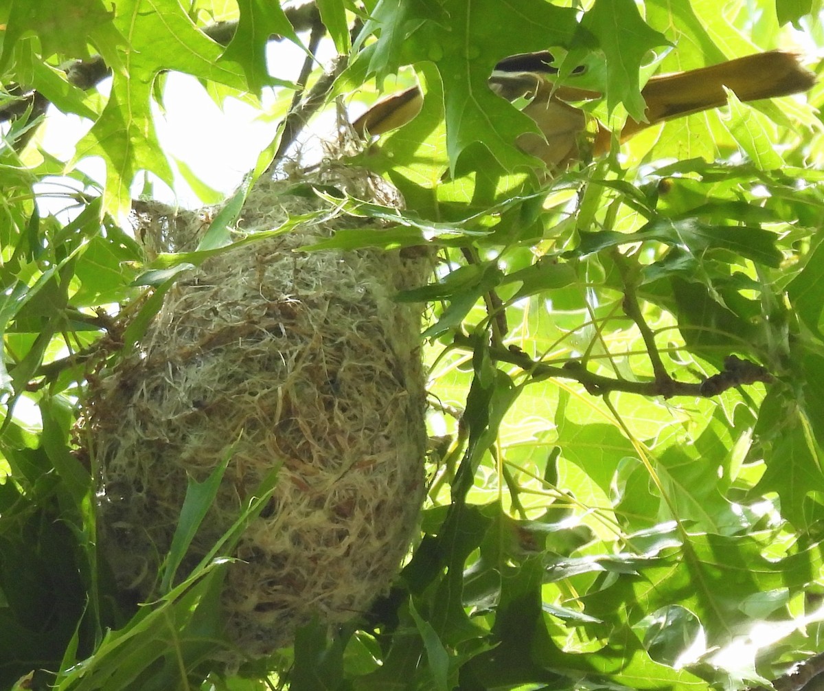 Oriole de Baltimore - ML583215701