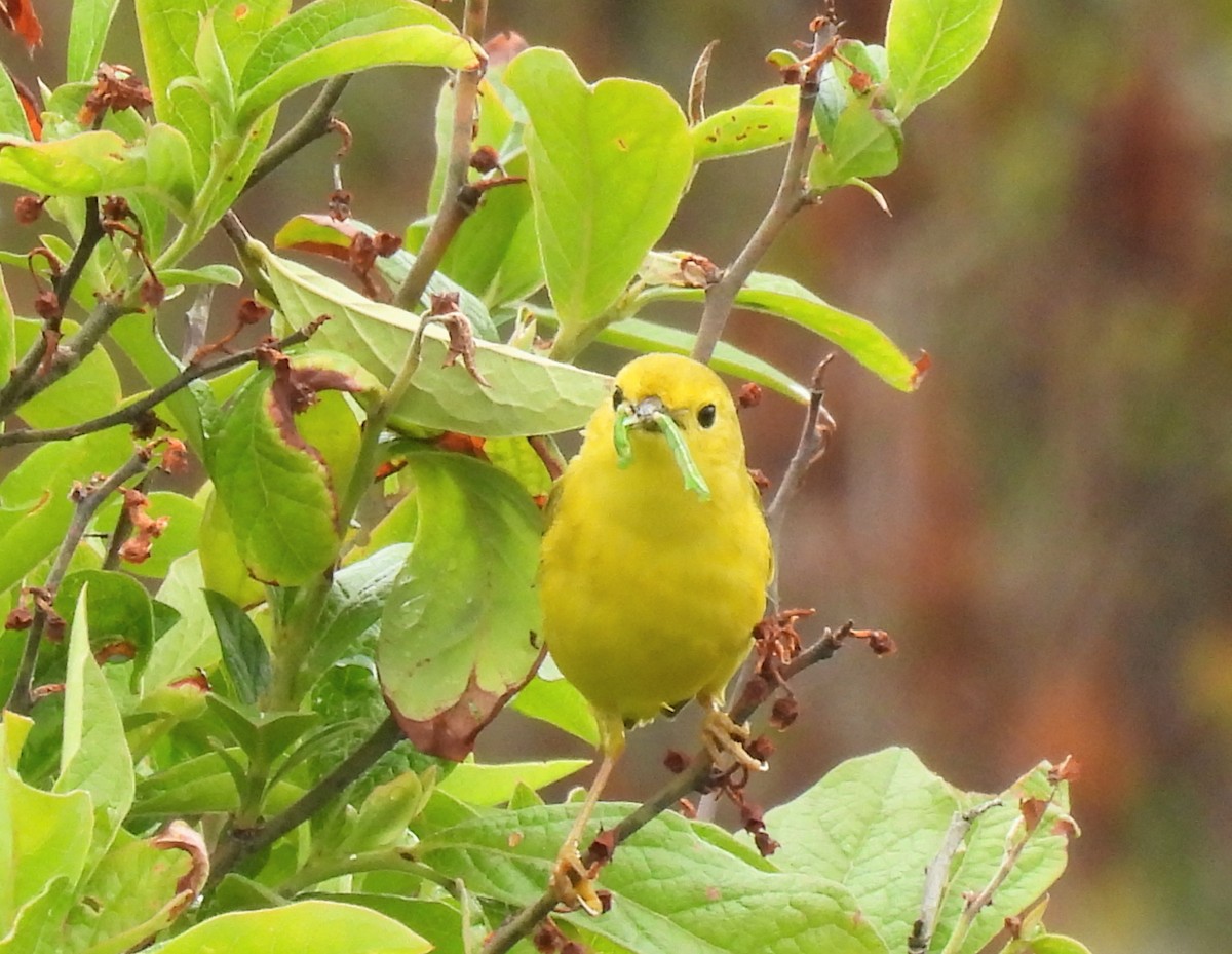 Yellow Warbler - ML583216441