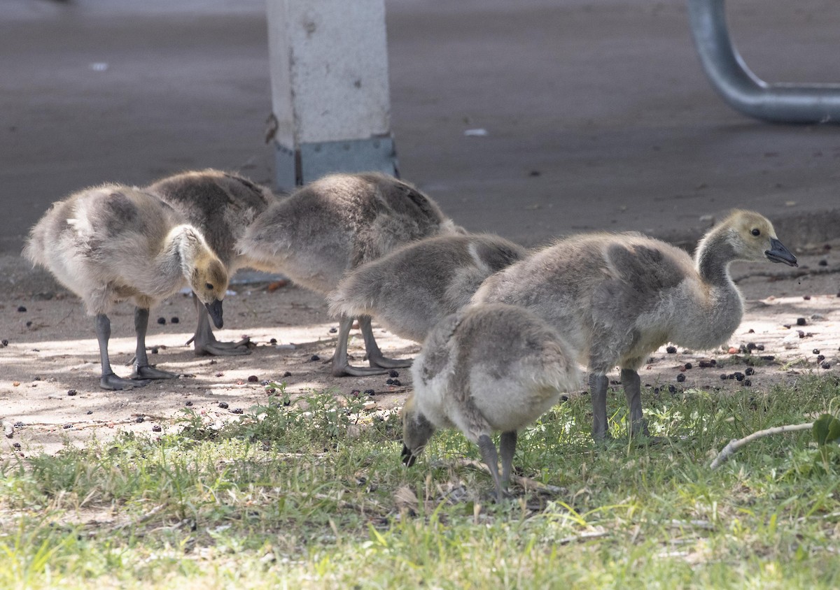 Canada Goose - ML583216591