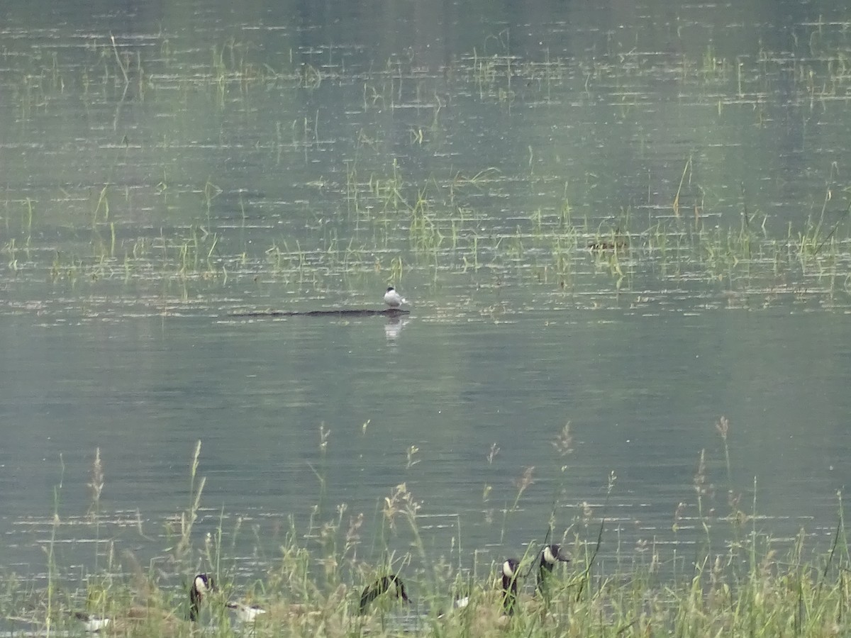 Arctic Tern - ML583216711