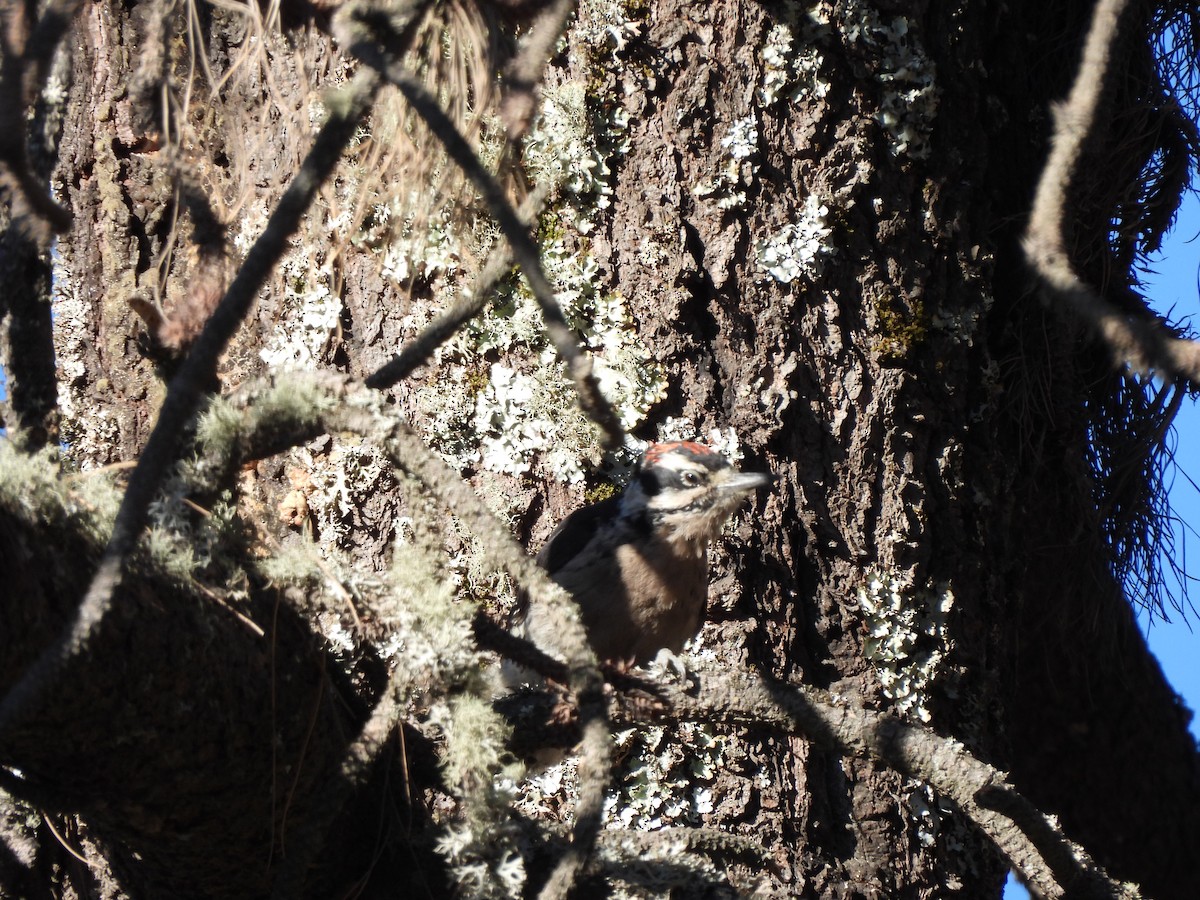 Hairy Woodpecker - Bosco Greenhead