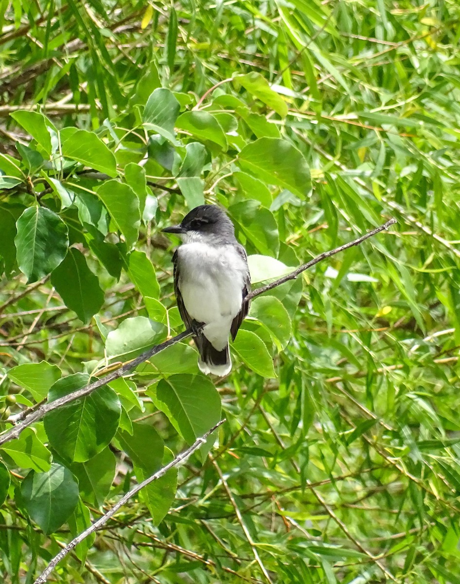 Eastern Kingbird - ML583217121