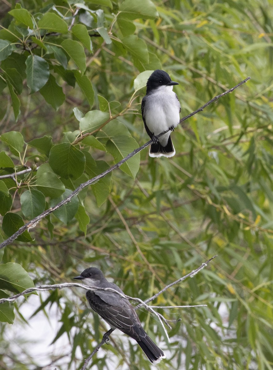 Eastern Kingbird - ML583217131