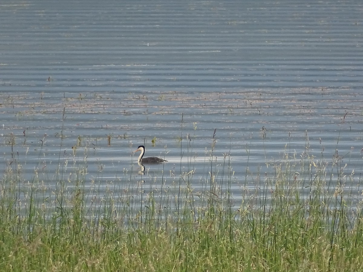 Clark's Grebe - ML583217181