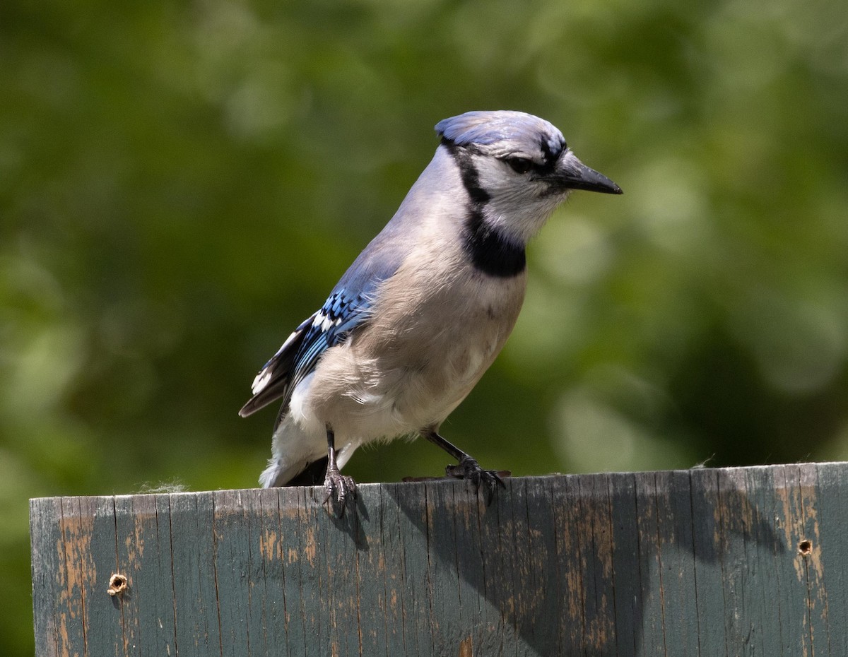 Blue Jay - dan davis