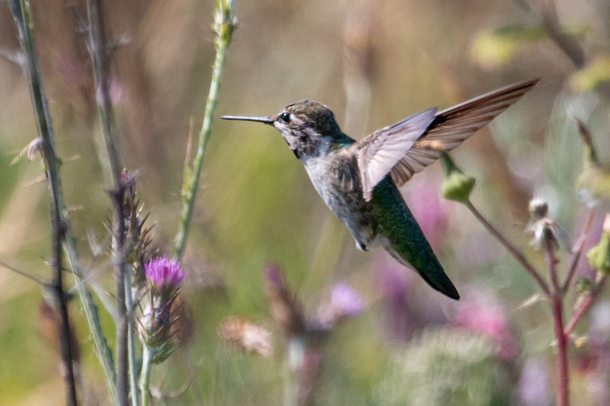 Anna's Hummingbird - ML583217991