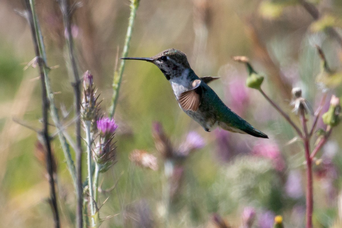 Anna's Hummingbird - ML583218001