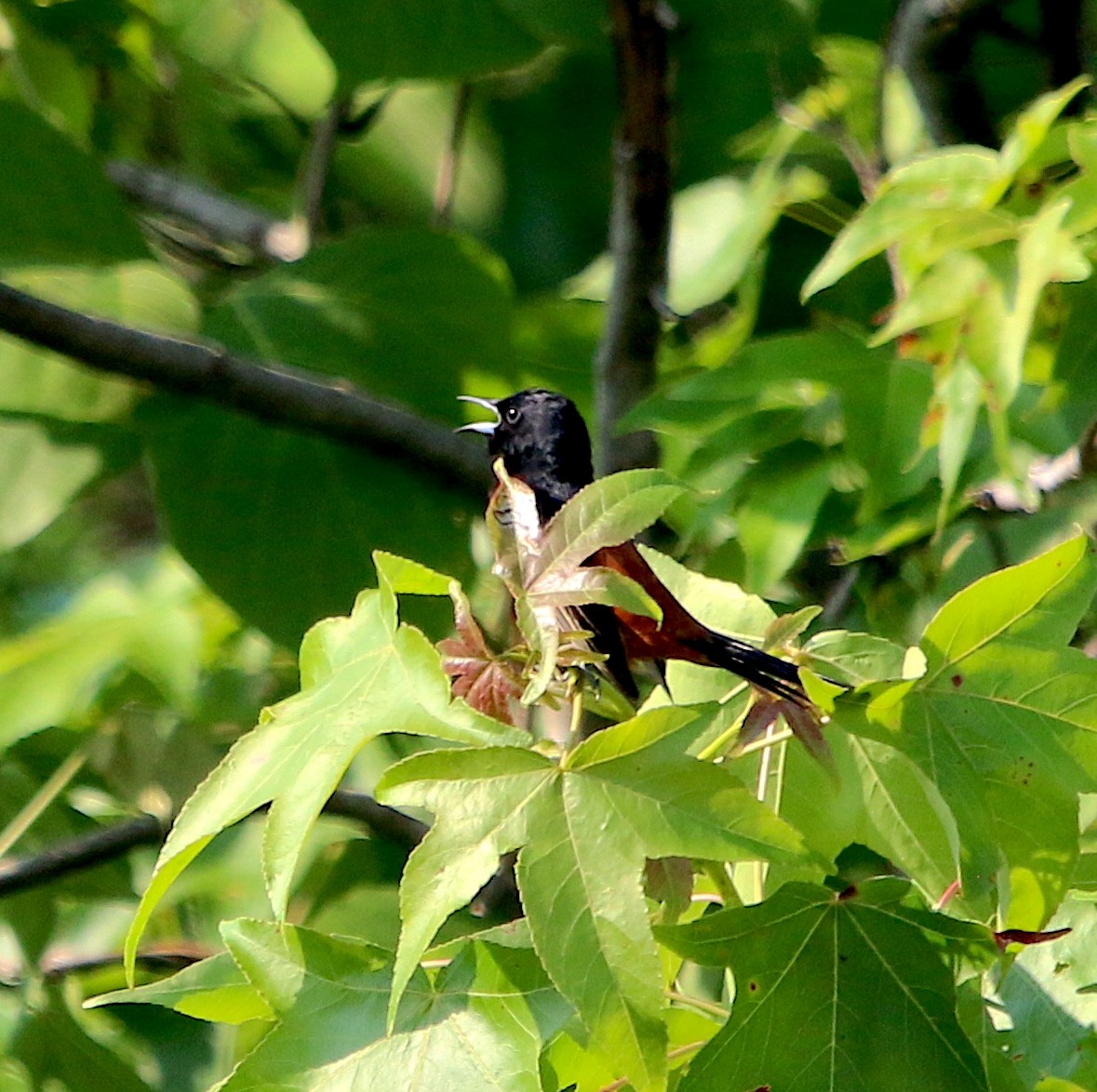 Orchard Oriole - Lori White