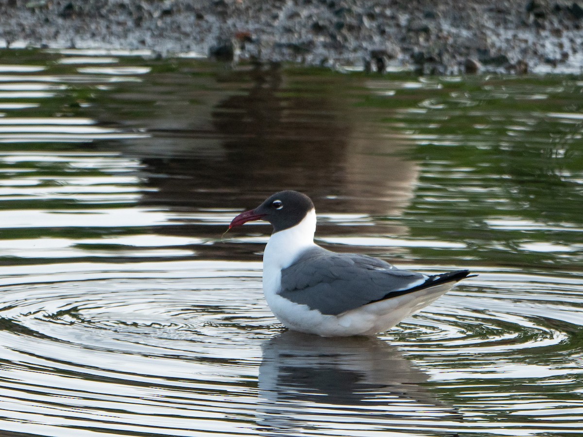 Laughing Gull - ML583218651