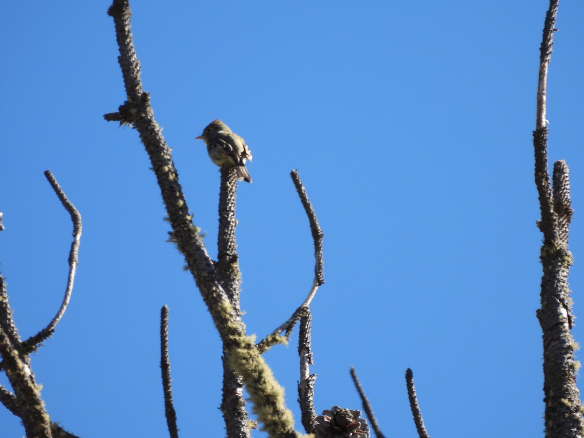 Western Flycatcher (Cordilleran) - ML583218711