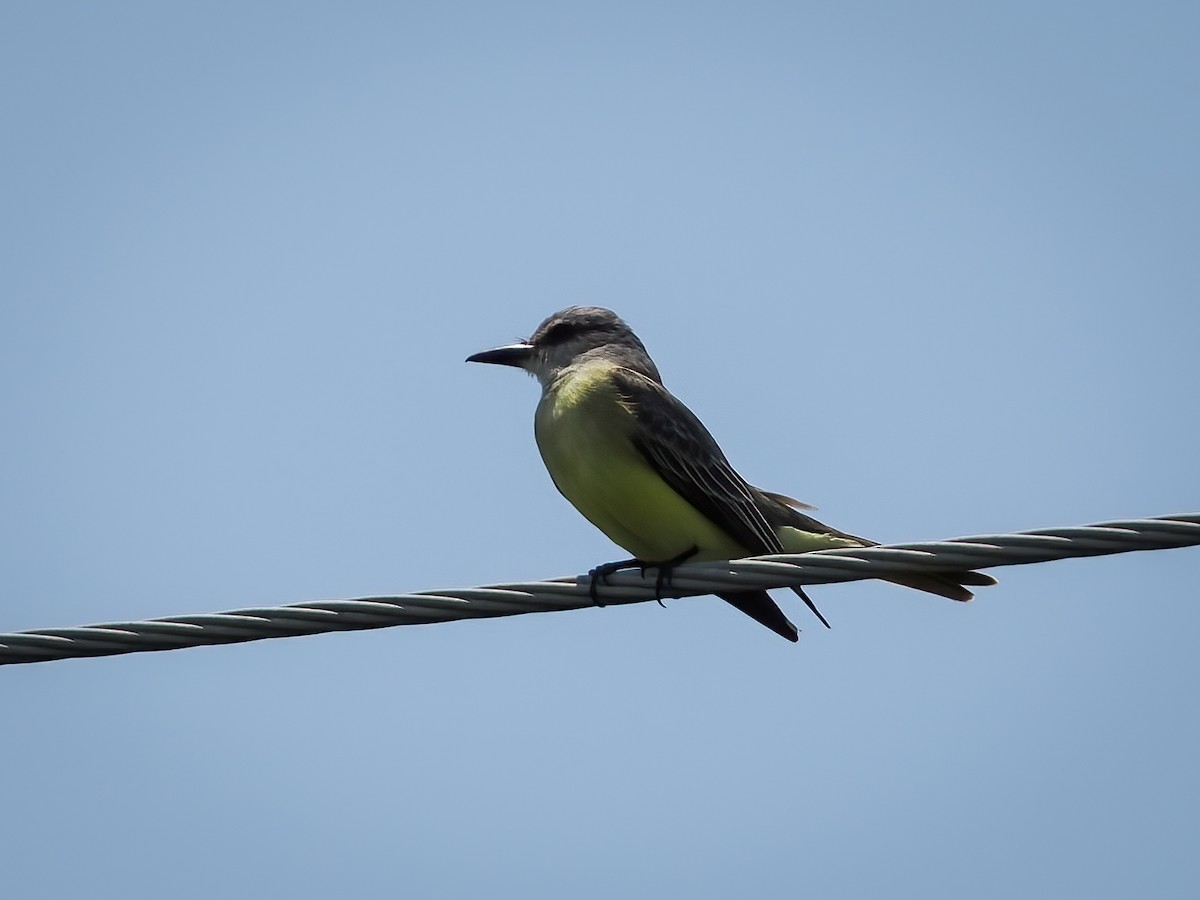 Tropical Kingbird - ML583218821