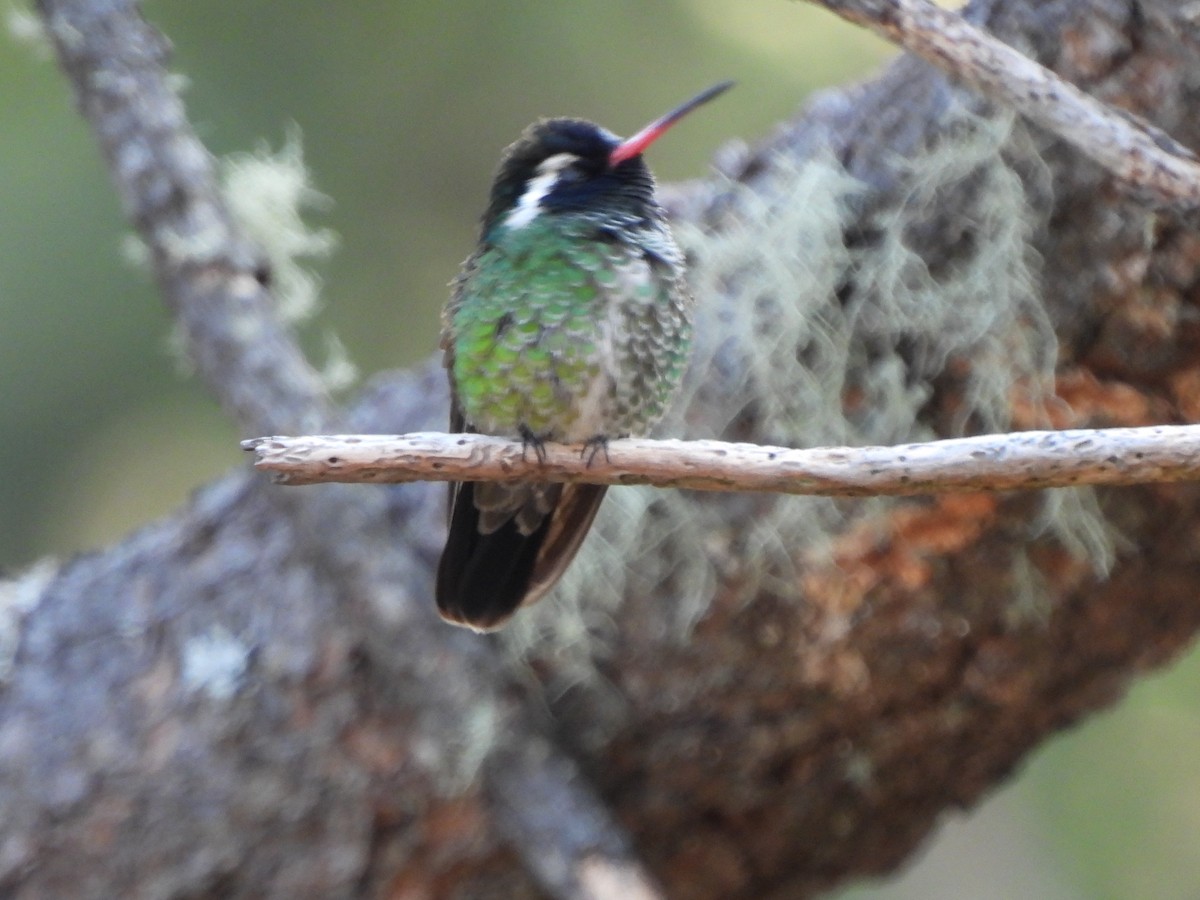 White-eared Hummingbird - Bosco Greenhead