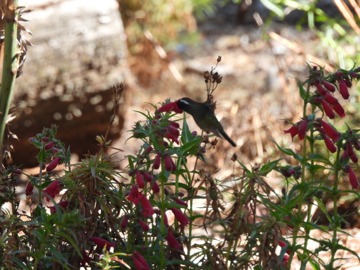 White-eared Hummingbird - Bosco Greenhead