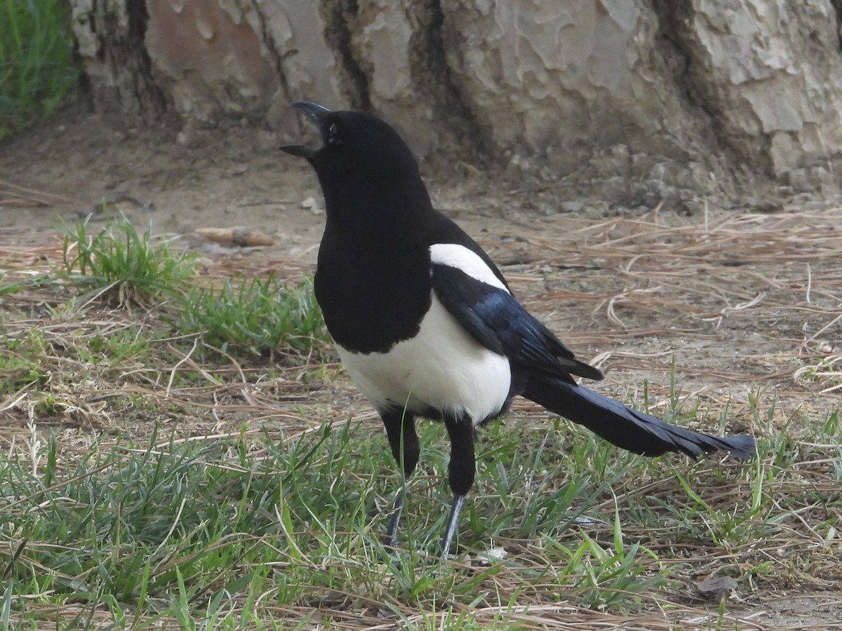 Eurasian Magpie - ML583220011