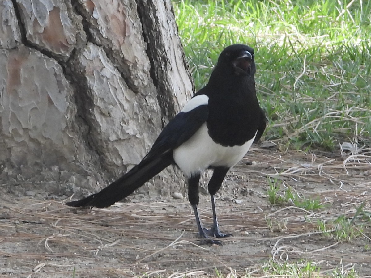 Eurasian Magpie - ML583220021