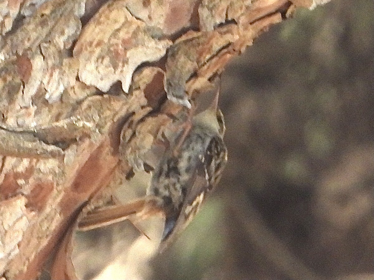 Short-toed Treecreeper - ML583220131