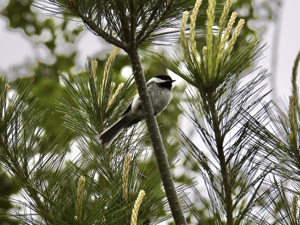 Black-capped Chickadee - ML583220271