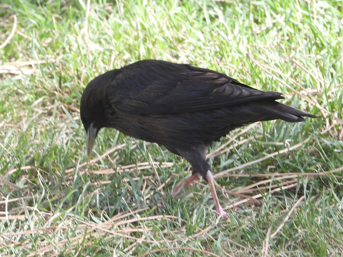 Spotless Starling - ML583220321