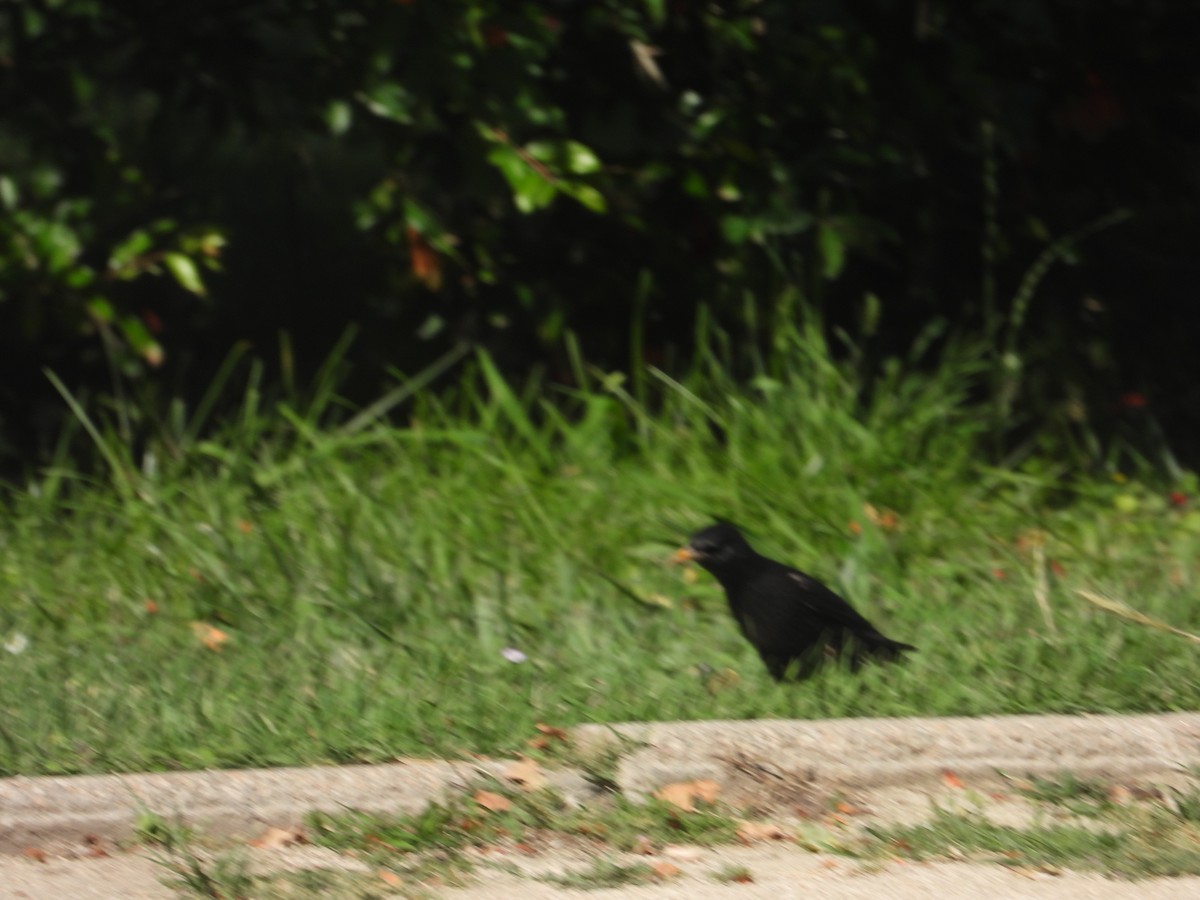 Spotless Starling - ML583220341