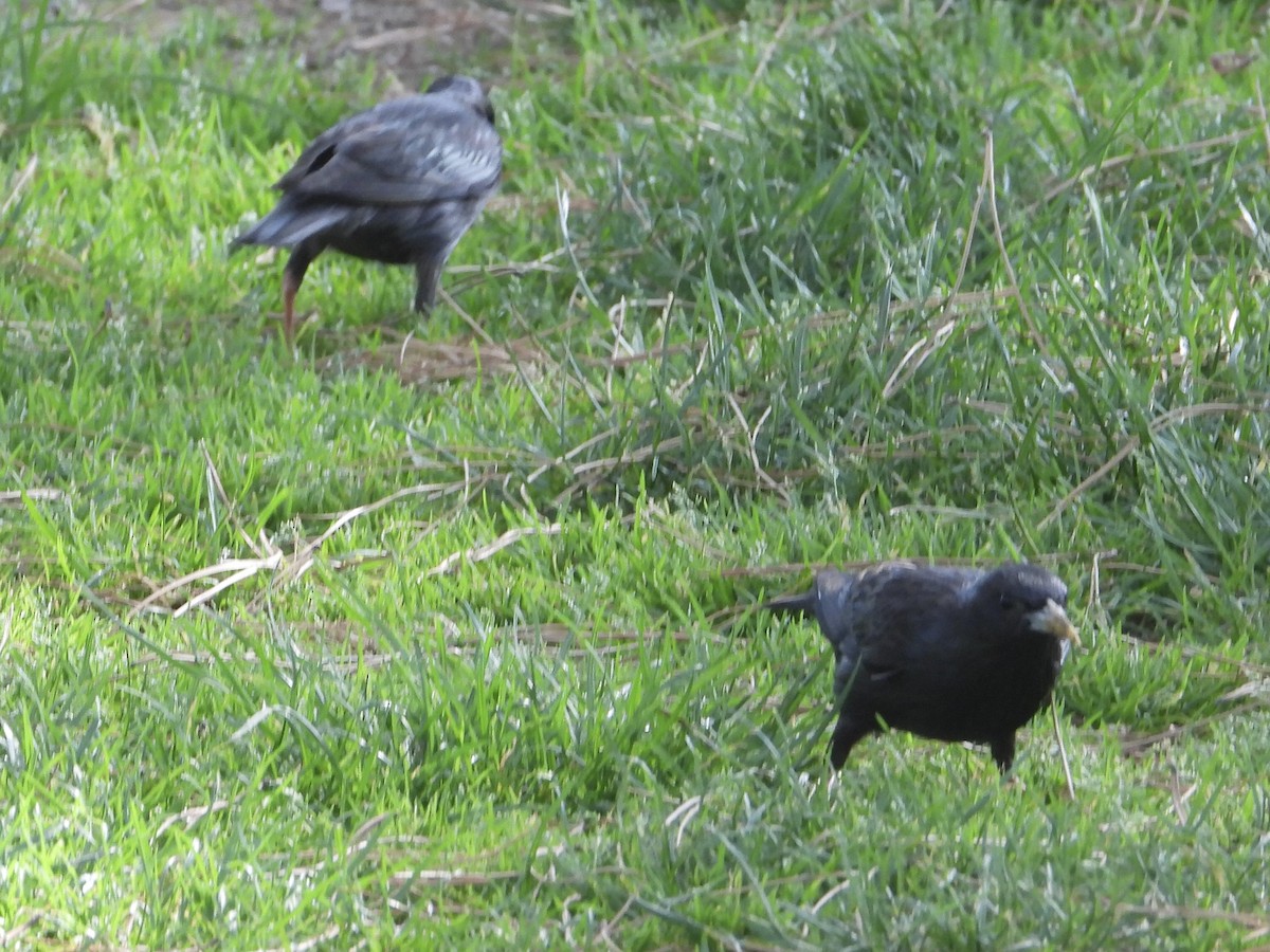 Spotless Starling - christopher stuart elmer