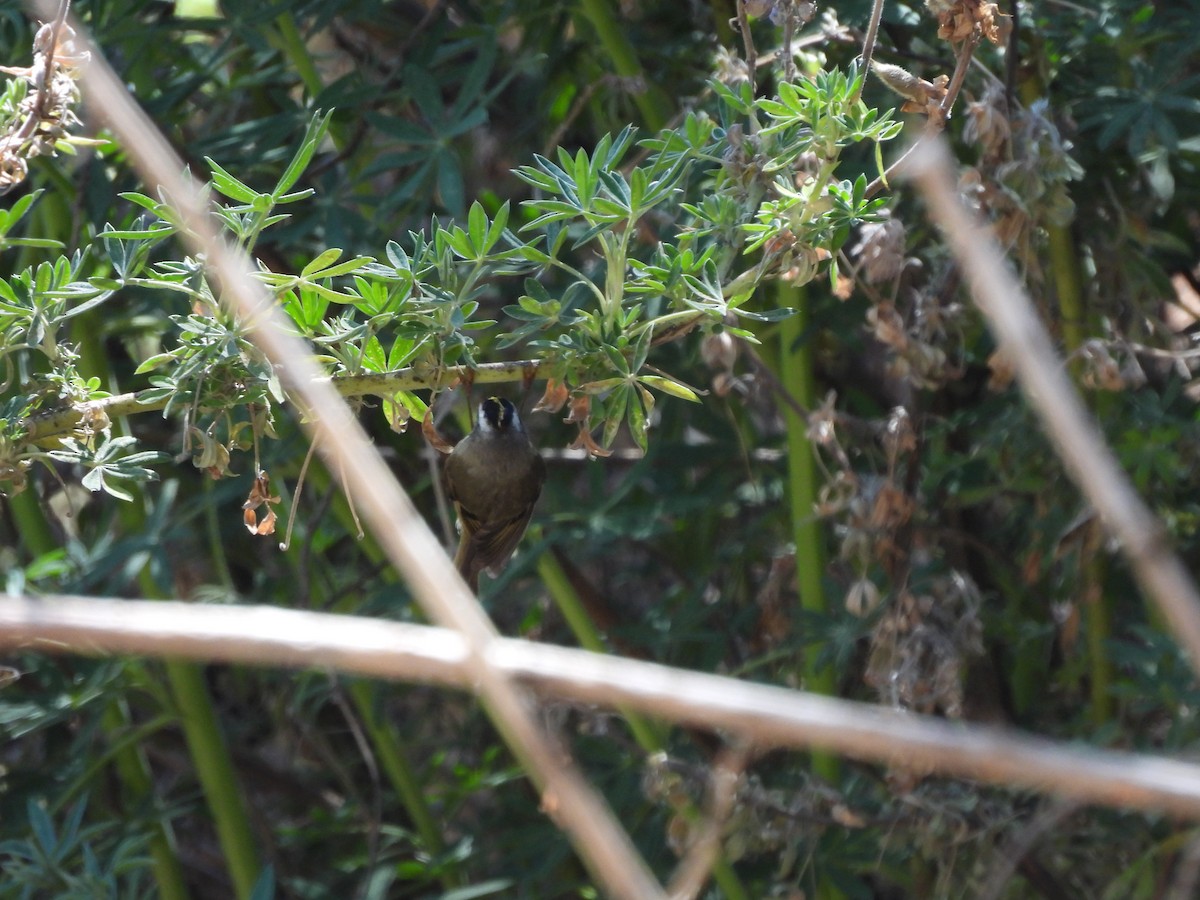 Roitelet à couronne dorée - ML583220431