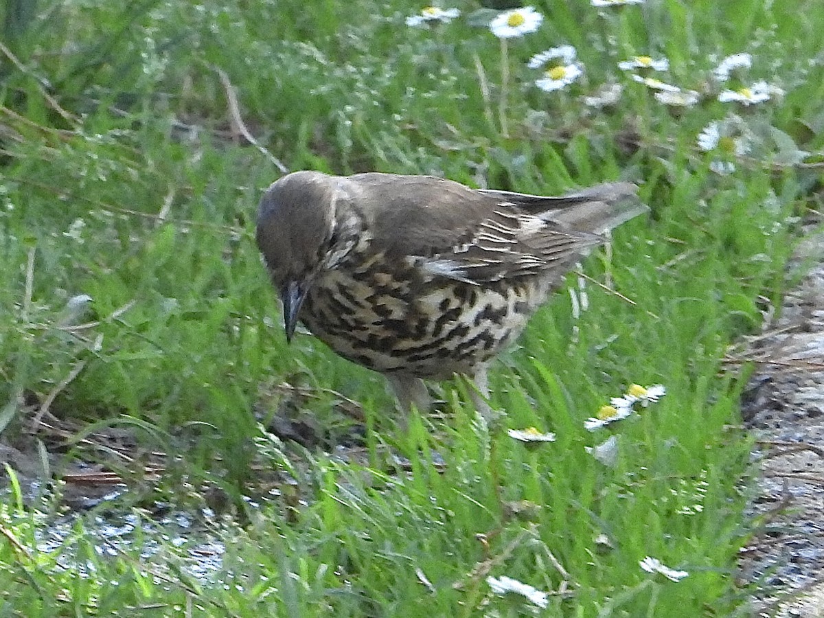 Mistle Thrush - ML583220501