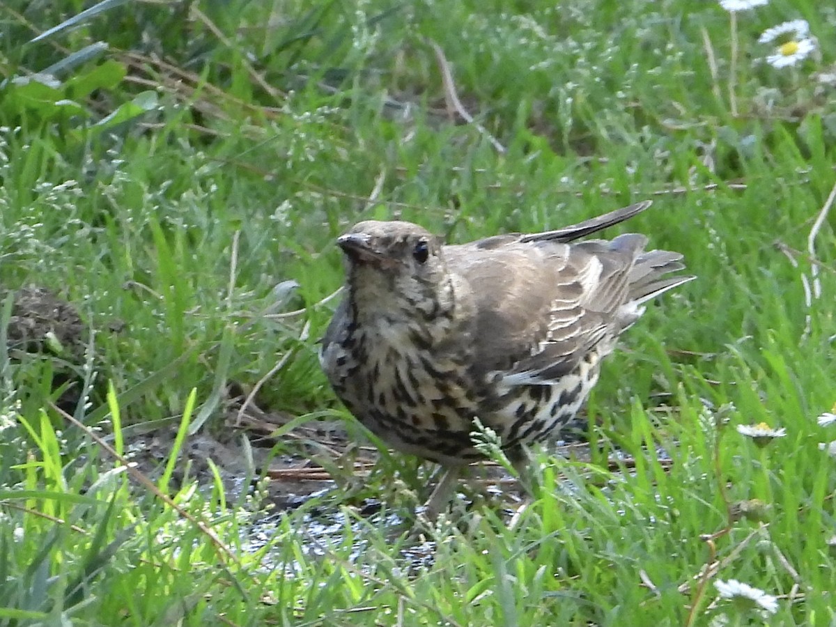 Mistle Thrush - ML583220511