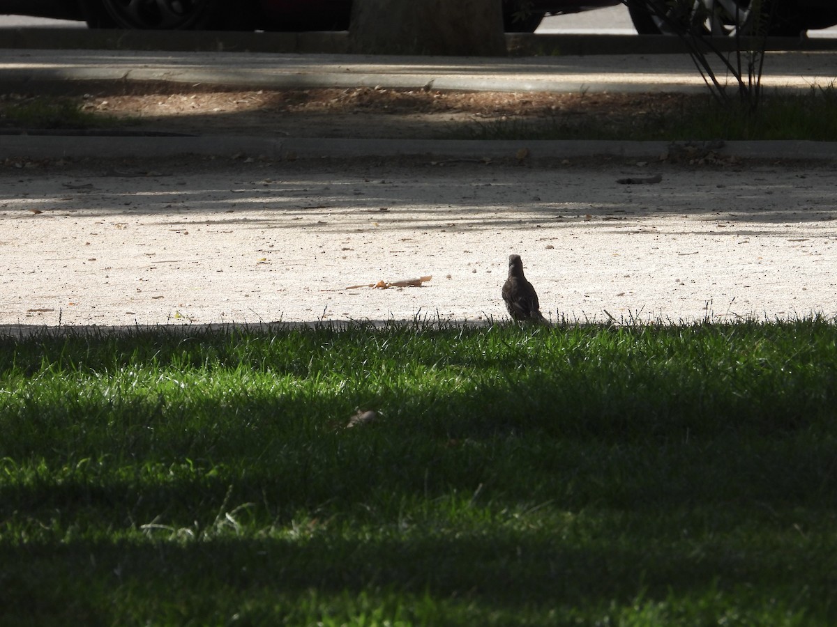 Mistle Thrush - ML583220521