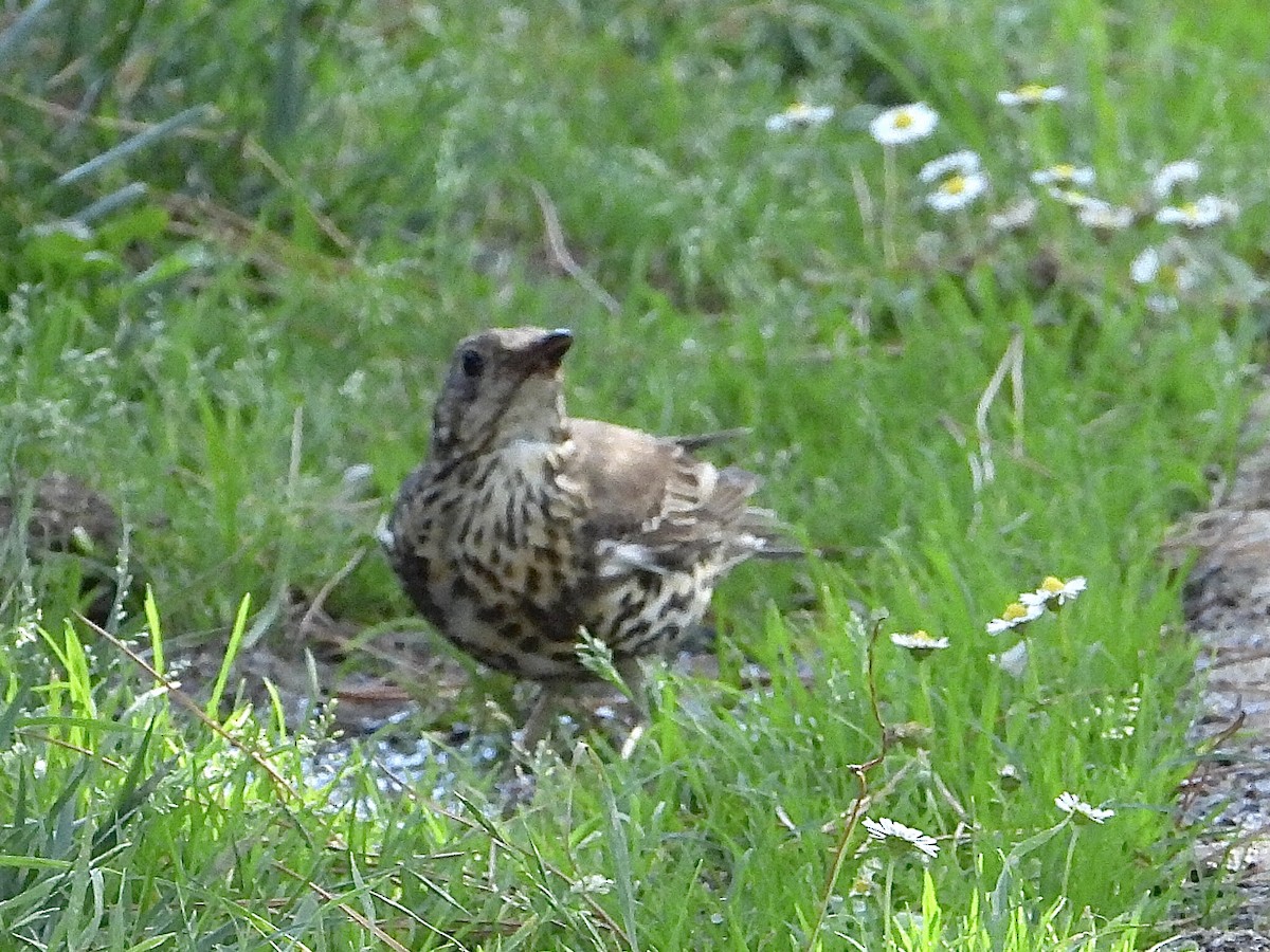 Mistle Thrush - ML583220531