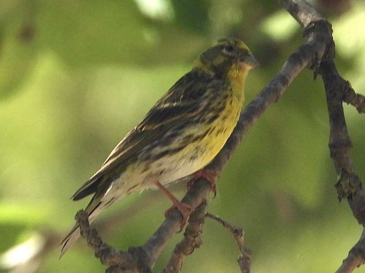 European Serin - ML583220721