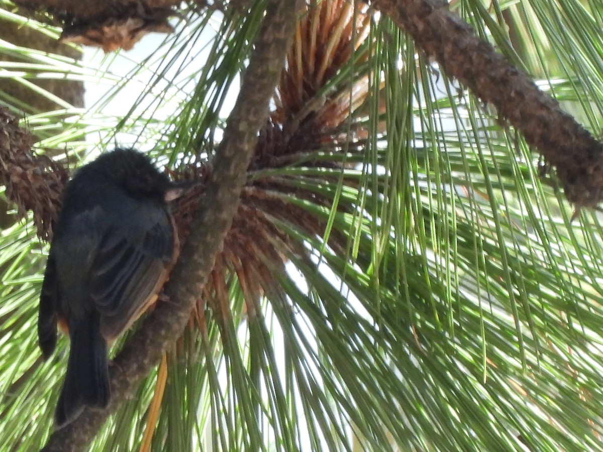 Cinnamon-bellied Flowerpiercer - Bosco Greenhead