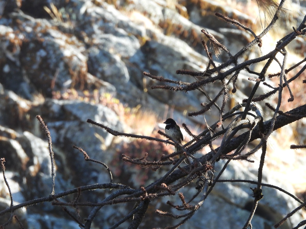 Collared Towhee - Bosco Greenhead