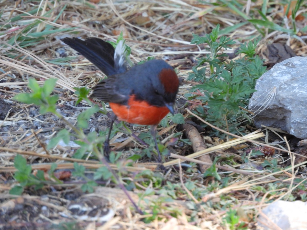 Slate-throated Redstart - Bosco Greenhead