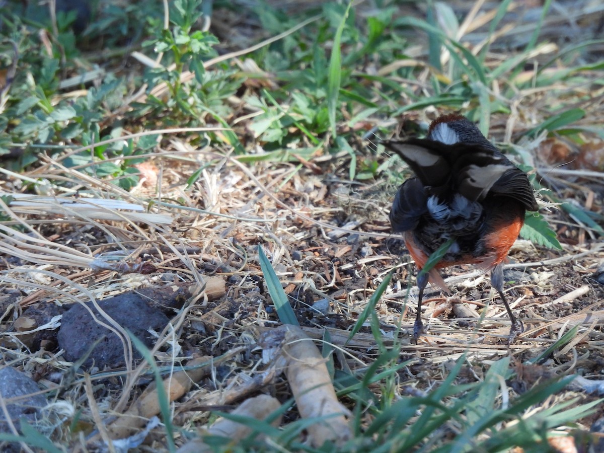 Slate-throated Redstart - ML583222691