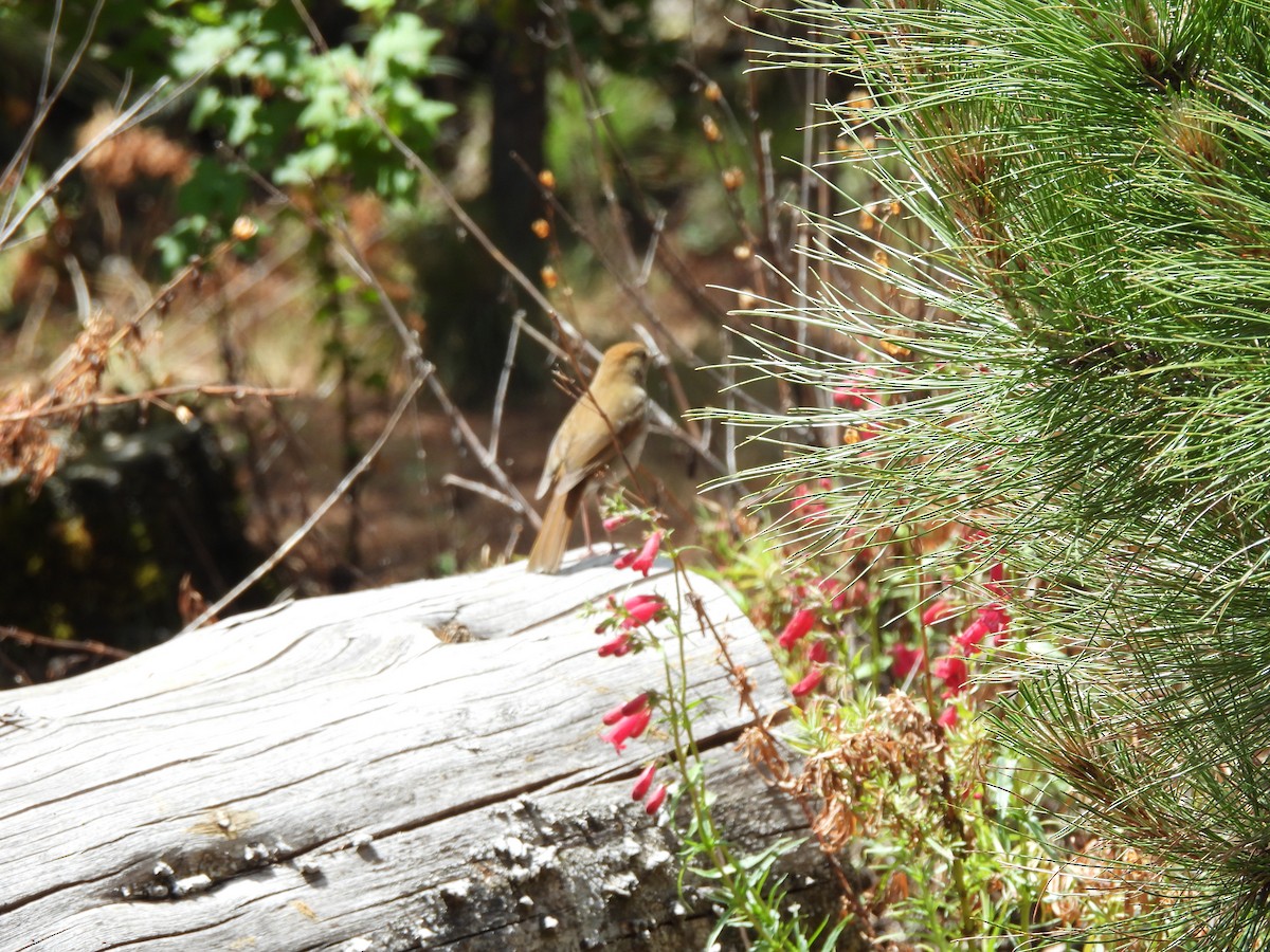 Russet Nightingale-Thrush - Bosco Greenhead