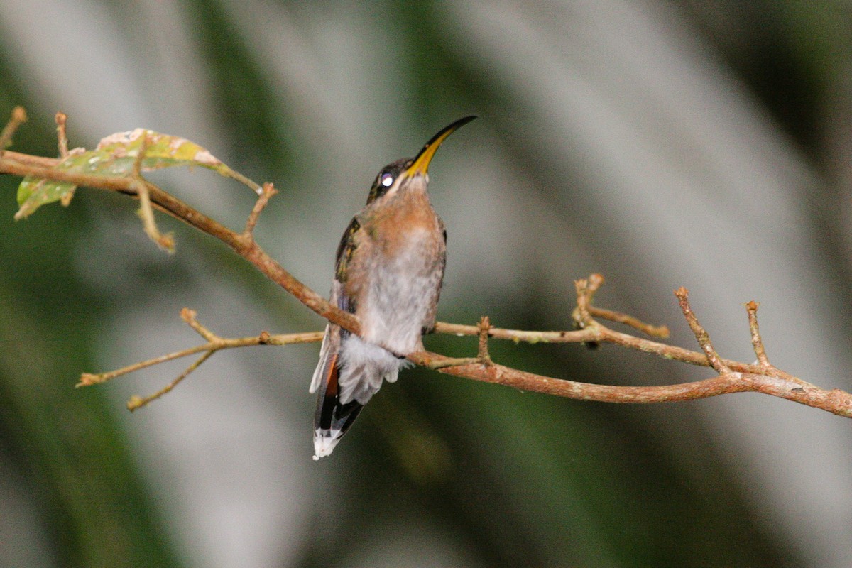 Rufous-breasted Hermit - ML583224081