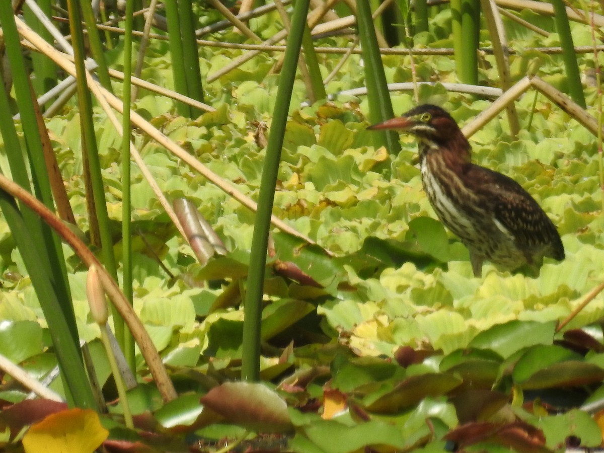 Green Heron - ML583225381