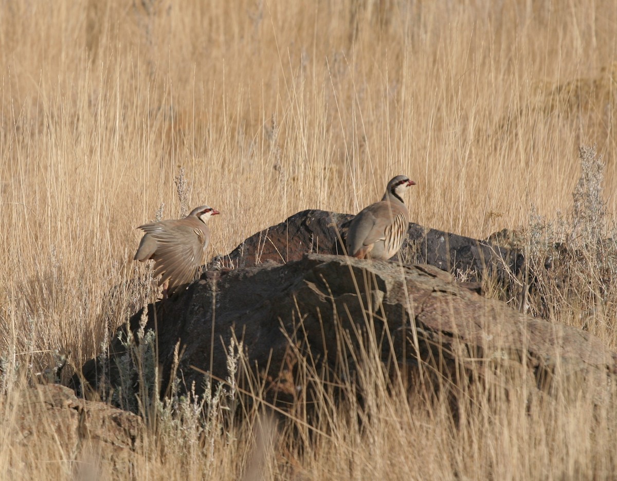 Chukar - bryan wakat