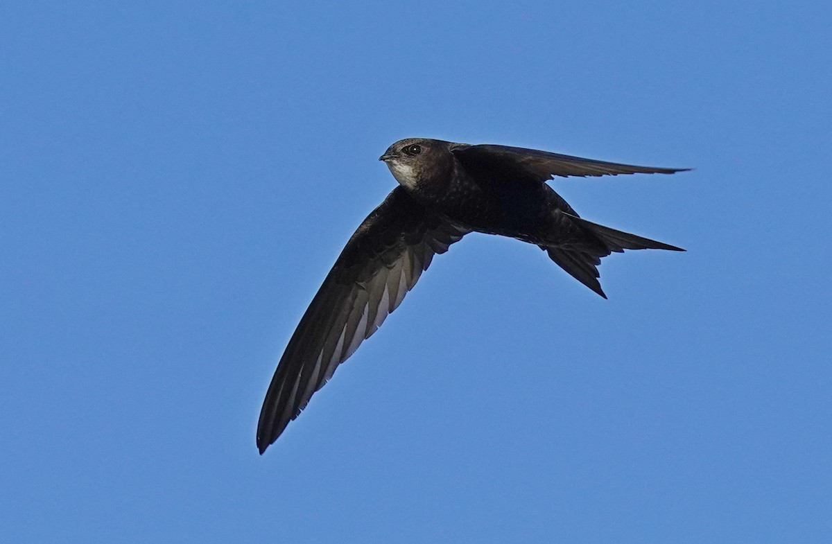 Common Swift - ML583226051