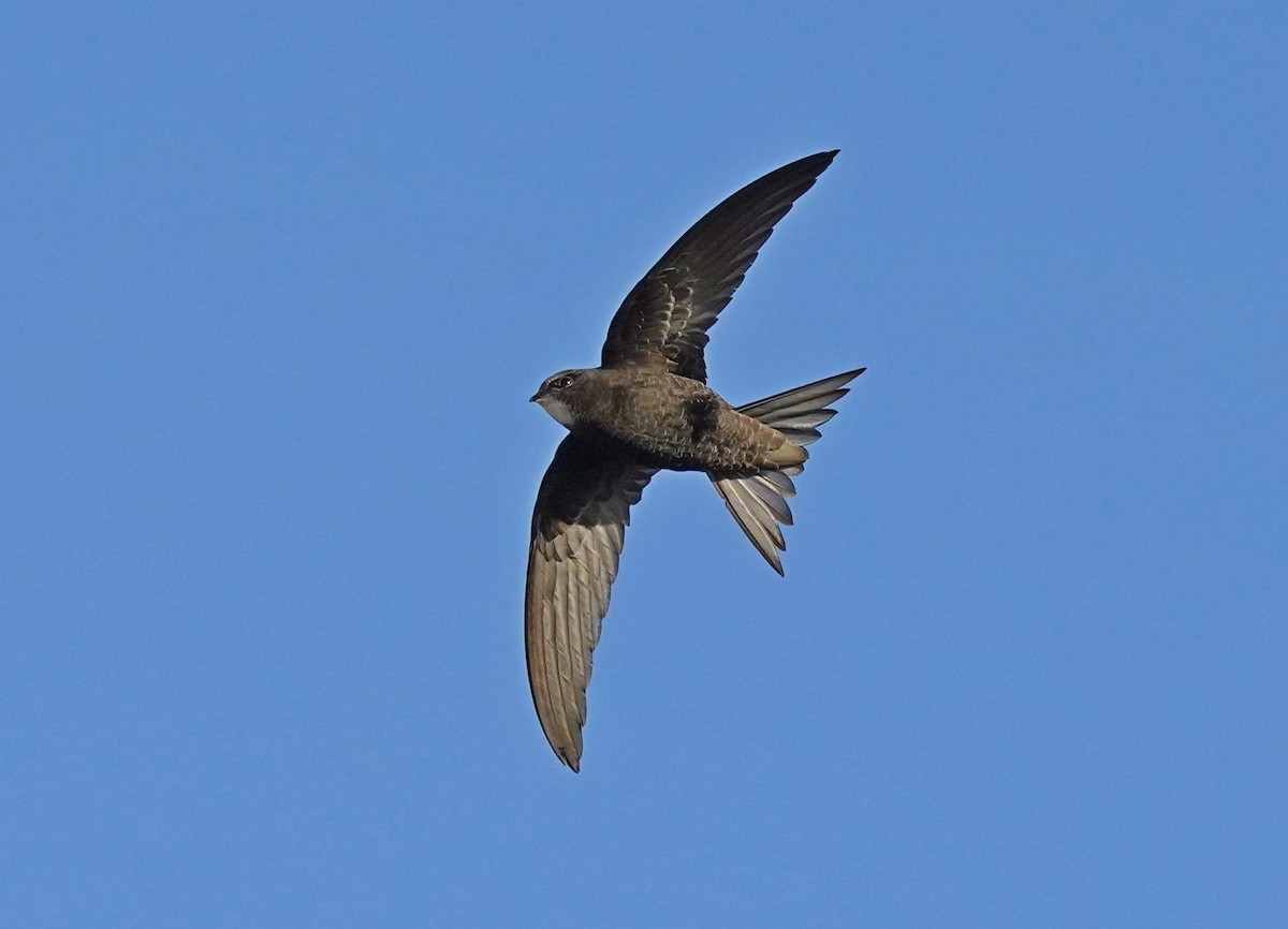 Common Swift - ML583226061